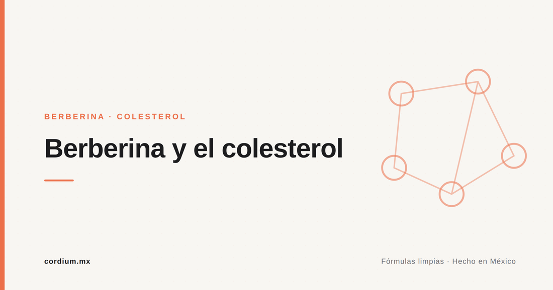 Berberina y colesterol: uno de sus usos con mejor respaldo