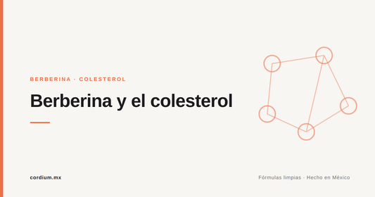 Berberina y colesterol: uno de sus usos con mejor respaldo