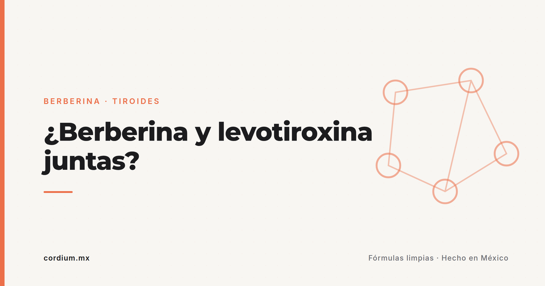 ¿Berberina y levotiroxina (Eutirox) se pueden tomar juntas? Guía honesta para hipotiroidismo