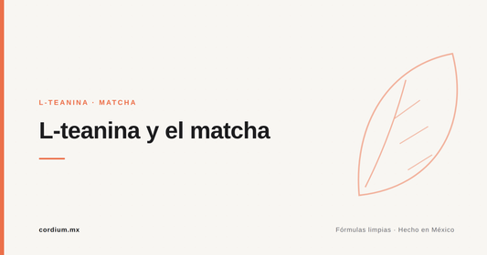 L-teanina y matcha: por qué el té verde relaja y despierta a la vez